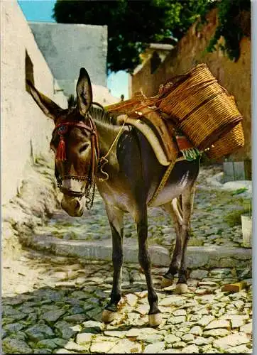 47618 - Kroatien - Tiere , Esel , Packesel , Traditionell - gelaufen 1974