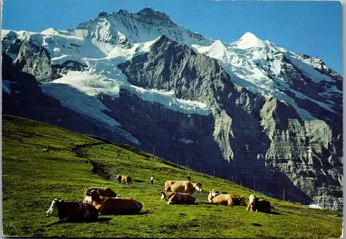 47943 - Schweiz - Jungfrau , Panorama , Kühe auf der Weide , Alm - gelaufen 1973