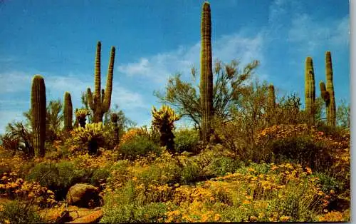 48155 - USA - Arizona , Spring comes to the Desert - nicht gelaufen
