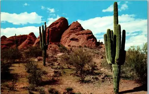 48156 - USA - Arizona , Desert Beauty - nicht gelaufen