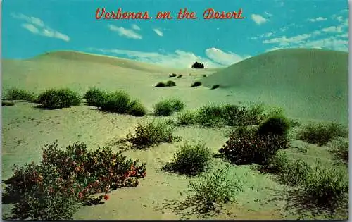 48157 - USA - Arizona , Verbenas on the Desert - nicht gelaufen