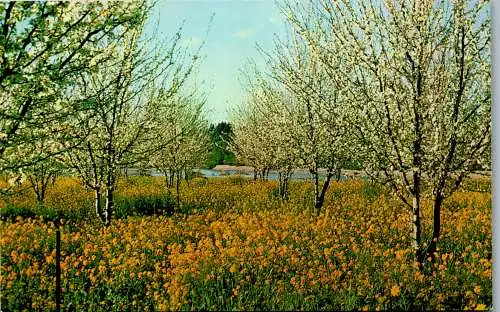 48170 - USA - Blossom , Prune Orchard - nicht gelaufen