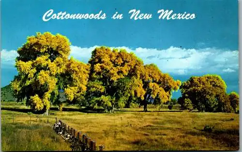 48178 - USA - New Mexico , Cottonwoods - nicht gelaufen