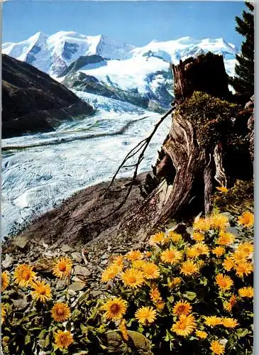 48315 - Schweiz - Morteratschgletscher , Gemswurz am Morteratschgletscher mit Piz Palü und Bellavista - gelaufen 1972