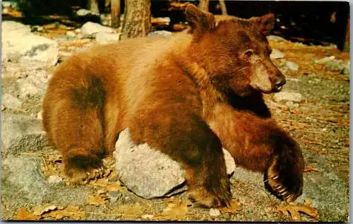 48498 - USA - Bär , Byosemite National Park , American Black Bear , California - gelaufen 1970