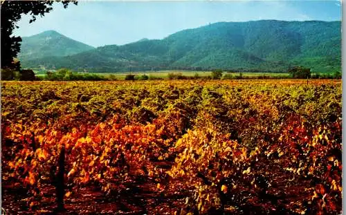 48502 - USA - California , Wine Vineyards , Napa Valley , Sonoma Valley - gelaufen 1970