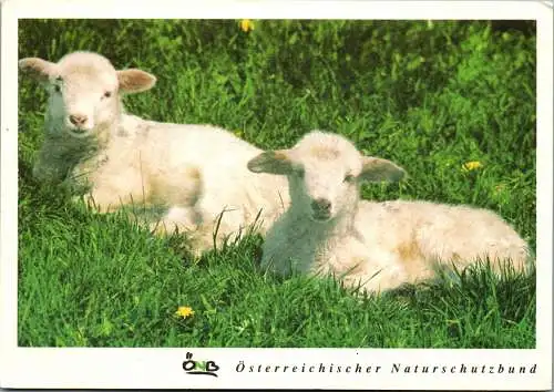 48631 - Tiere - Schafe , Lamm , Lämmer , Österreichischer Naturschutzbund - nicht gelaufen