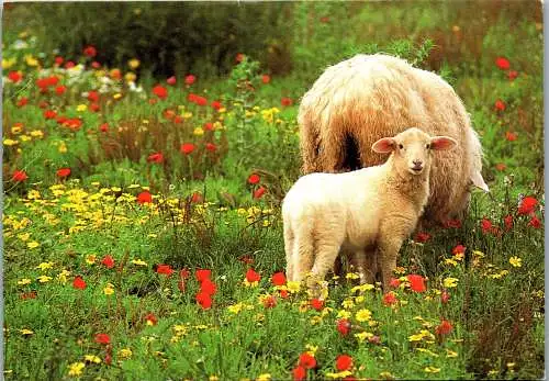 48632 - Tiere - Schafe , Lamm , Schaf - nicht gelaufen