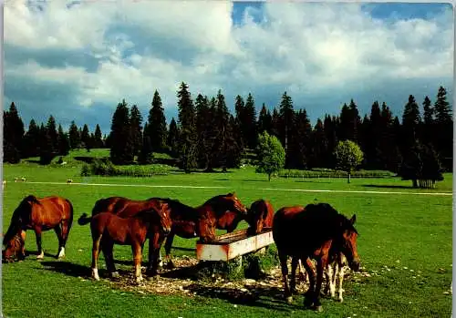 48633 - Tiere - Pferde , Pferde , Au Paturage du Jura , Franches Montagnes - nicht gelaufen