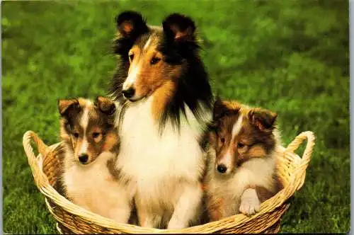 48639 - Tiere - Hunde , Shetland Collie mit zwei Welpen - nicht gelaufen