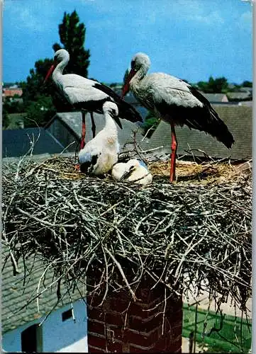 48641 - Tiere - Vögel , Weißstorchfamilie im Nest , Burgenland - nicht gelaufen
