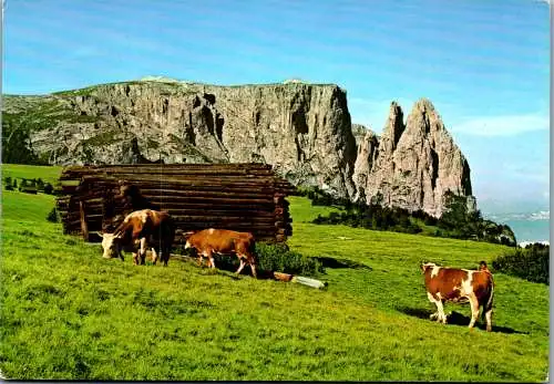 48646 - Italien - Dolomiti , Seiser Alm gegen Schlern , Kühe , Weide - nicht gelaufen