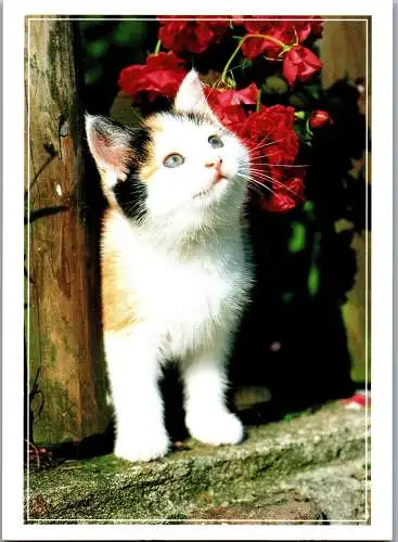 48653 - Tiere - Katzen ,  - nicht gelaufen