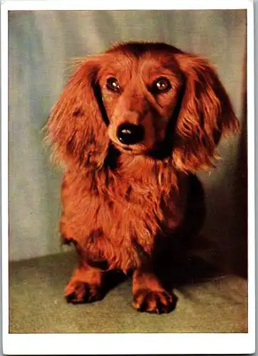 48657 - Tiere - Hunde ,  - nicht gelaufen