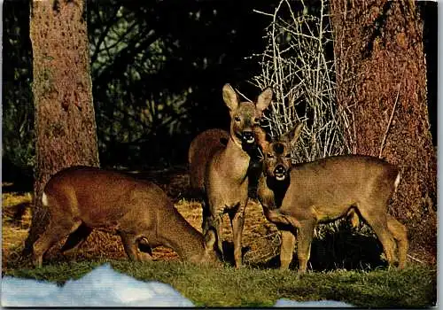 48669 - Tiere - Wild , Rehe - nicht gelaufen