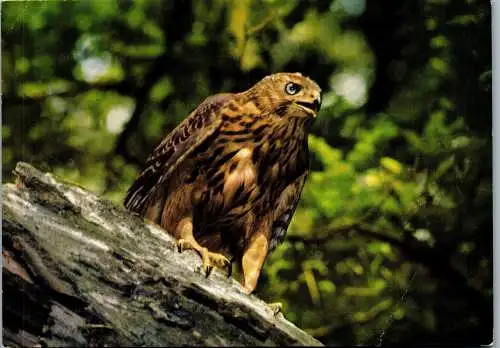 48673 - Tiere - Vogel , Junger Habicht - nicht gelaufen