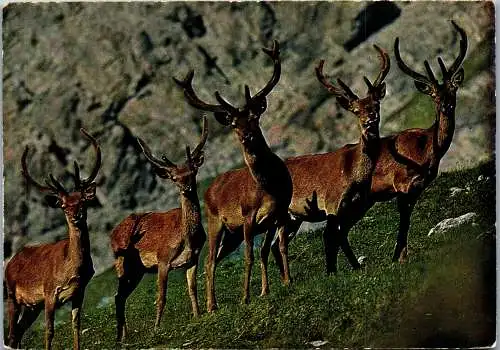 48678 - Tiere - Wild , Berghirsch , Hirsch , Rudel - nicht gelaufen