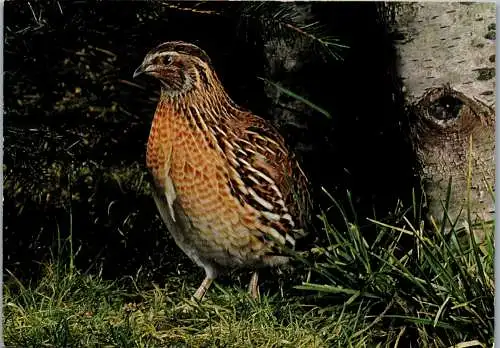 48685 - Tiere - Vogel , Wachtel - nicht gelaufen