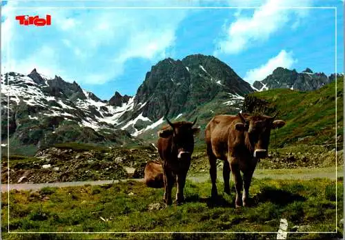 48692 - Tiere - Kühe , Tirol , Almvieh in der Silvretta - nicht gelaufen