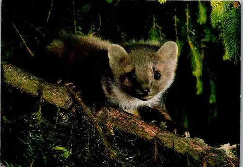 48703 - Tiere - Marder , Junger Edelmarder - nicht gelaufen