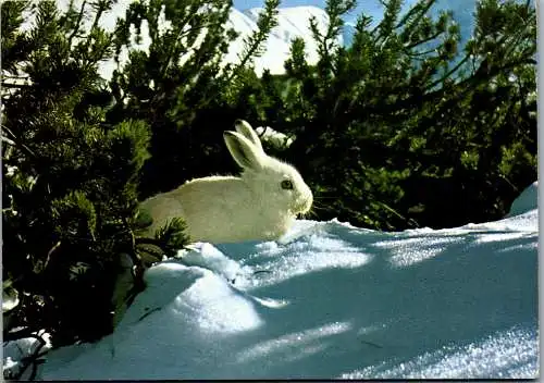 48705 - Tiere - Hase , Alpenschneehasen , Schneehase - nicht gelaufen