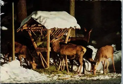 48708 - Tiere - Wild , Rotwild , Futterstelle - nicht gelaufen