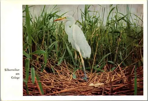 48712 - Tiere - Vogel , Silberreiher am Gelege - nicht gelaufen