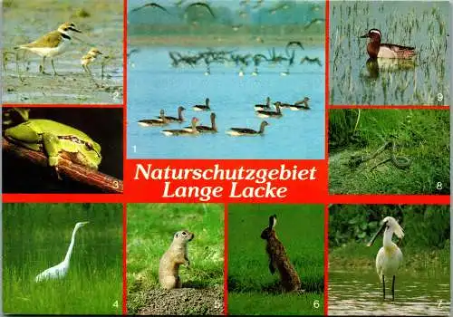 48902 - Burgenland - Seewinkel , Naturreservat Lange Lacke  - gelaufen 1984