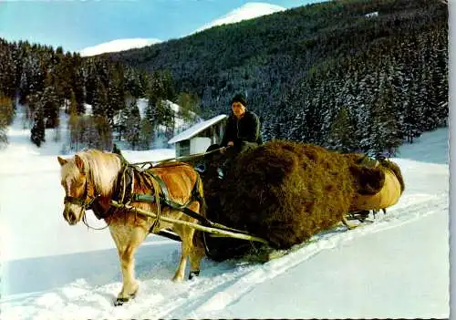 48923 - Berufe - Landwirt , Heuschlitten mit Haflinger im Winter - nicht gelaufen