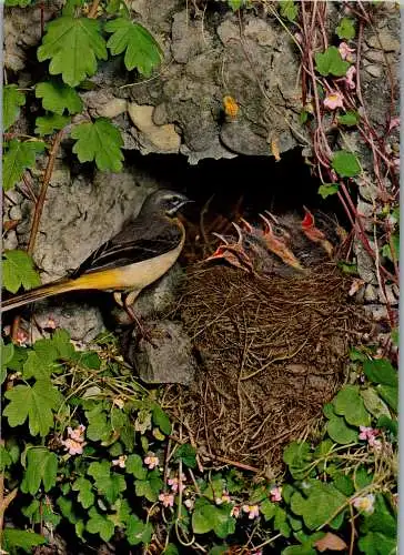 48980 - Tiere - Vogel , Gebirgsstelze - nicht gelaufen