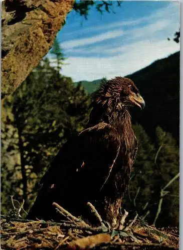 48983 - Tiere - Vogel , Steinadler - nicht gelaufen