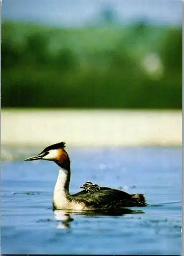 49009 - Tiere - Vogel , Haubentaucher - nicht gelaufen