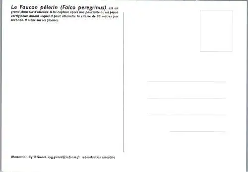 49011 - Künstlerkarte - Cyril Girard , Le Faucon pelerin - nicht gelaufen