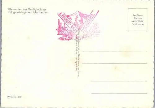 49157 - Tiere - Vogel , Steinadler am Großglockner , Murmeltier - nicht gelaufen