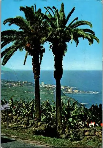 49179 - Spanien - Teneriffa , Puerto de la Cruz , Palmeras y plantaciones de bananas - gelaufen 1970