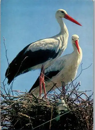 49382 - Tiere - Vogel , Storch im Nest  - nicht gelaufen