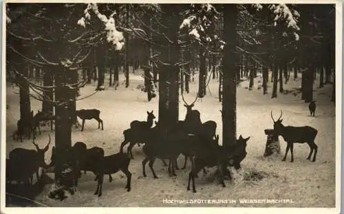 49389 - Tiere - Wild , Hochwildfütterung im Weissenbachtal - nicht gelaufen