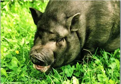 49391 - Tiere - Schwein , Hängebauchschwein - nicht gelaufen