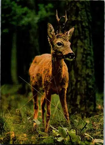 49396 - Tiere - Wild , Rehbock - nicht gelaufen