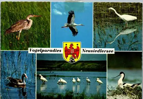 49661 - Burgenland - Neusiedlersee , Vogelparadies - gelaufen 1971