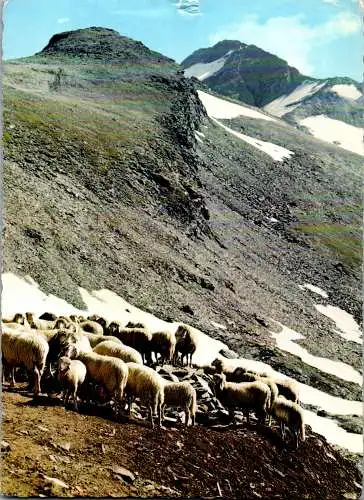 49700 - Kärnten - Mallnitz , Bergschafe am Aufstieg zum Ankogel - gelaufen 1973