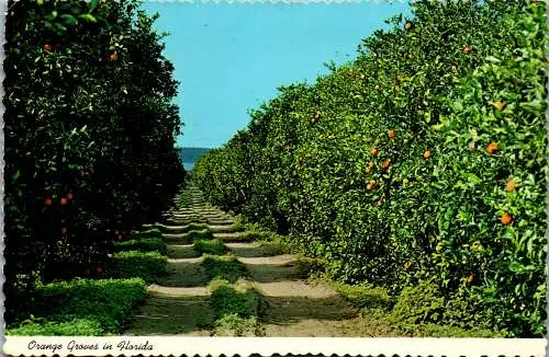 49800 - USA - Florida , Orange Groves - gelaufen 1979