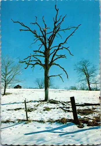 49813 - USA - Cave Springs , Arkansas , Winter Tree - gelaufen 1981