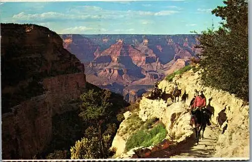 49849 - USA - Arizona , Mule , Train Returns , Grand Canyon National Park - gelaufen 1970