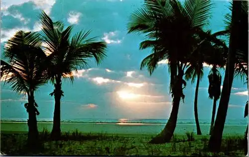 49854 - USA - Florida , Palm Trees , Sunrise - gelaufen 1975