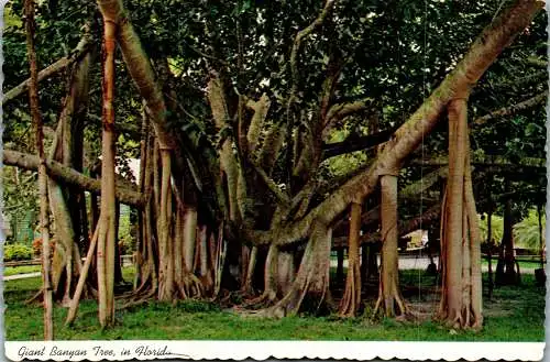 49863 - USA - Florida , Giant Banyan Tree - gelaufen