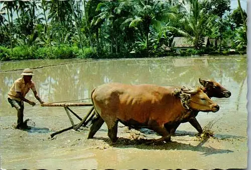 50032 - Indonesien - Bali , Farmer ploughing the field - gelaufen 1980