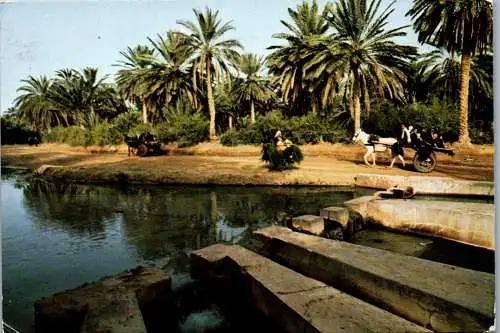50439 - Tunesien - Tozeur , Le Partage des eaux - gelaufen 1982