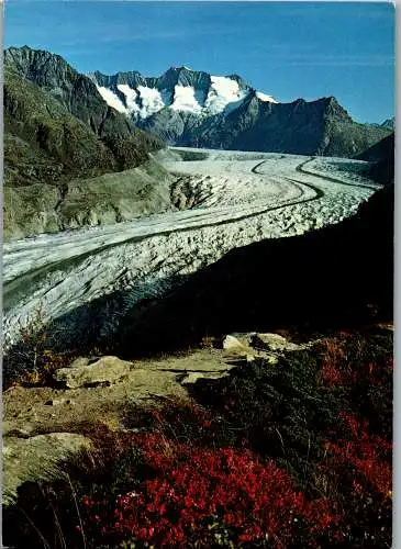 50532 - Schweiz - Aletschwald , am Großen Aletschgletscher , Wannenhorn - gelaufen 1979