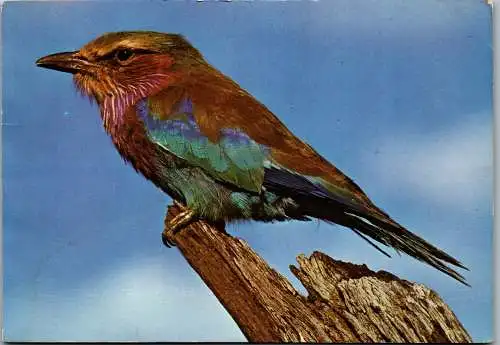 50661 - Tiere - Vogel , Dierelewe , Lilac breasted Roller - gelaufen 1975